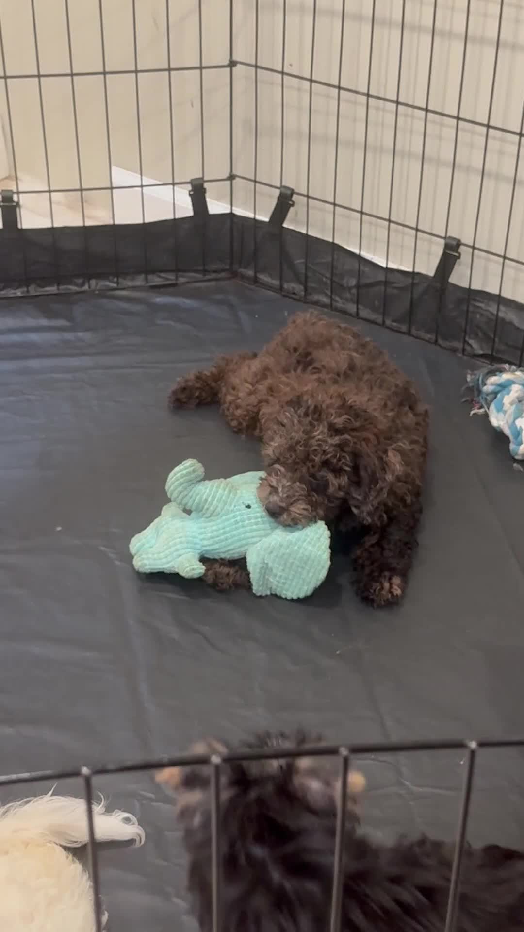 Toy Poodle dogs for sale: Coco - Video 1