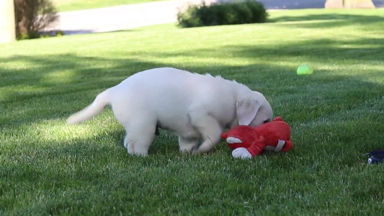 Labrador Retriever dogs for sale: Bela - Video 1