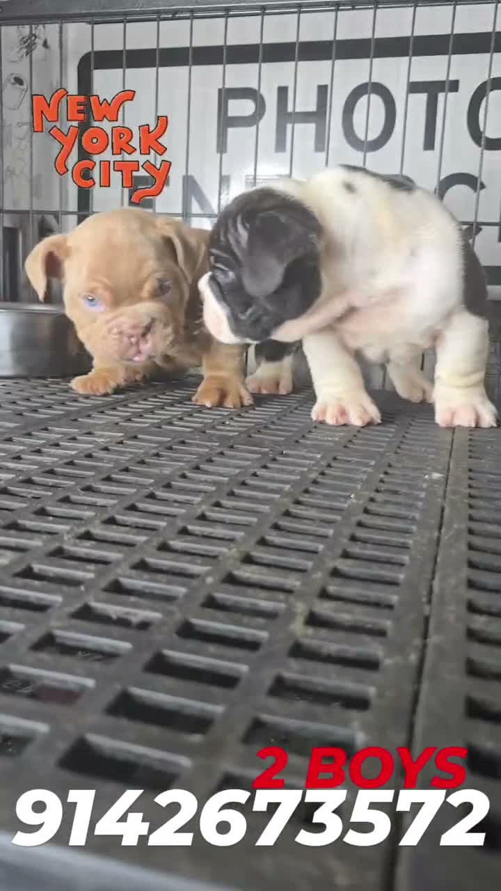 Mixed Breed dogs for sale: CHARLES - Video 5