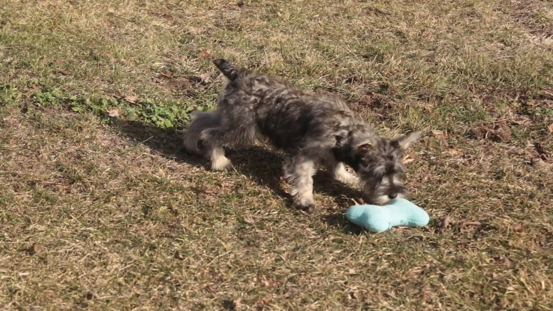 Miniature Schnauzer dogs for sale: Maggie - Video 1