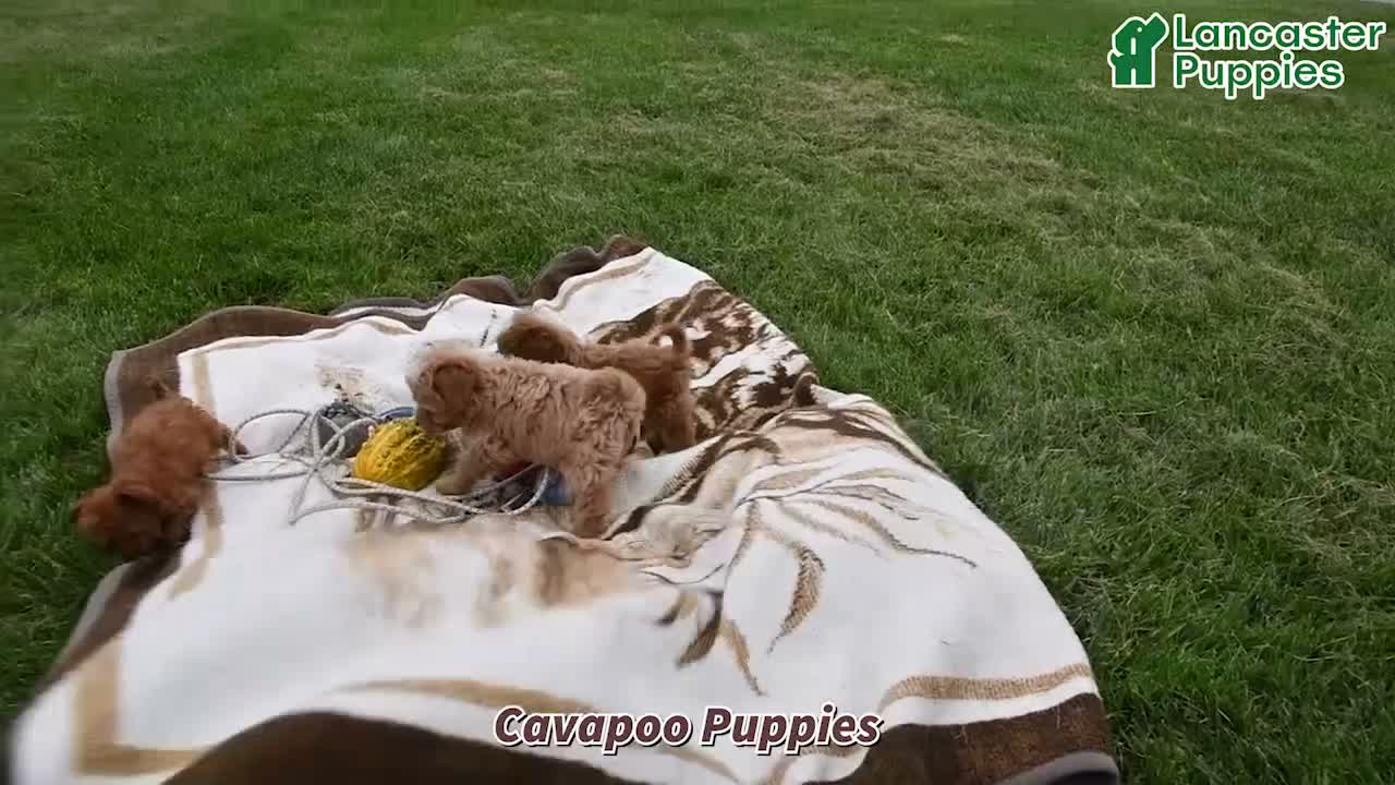 Cavapoo dogs for sale: Bennie - Video 1