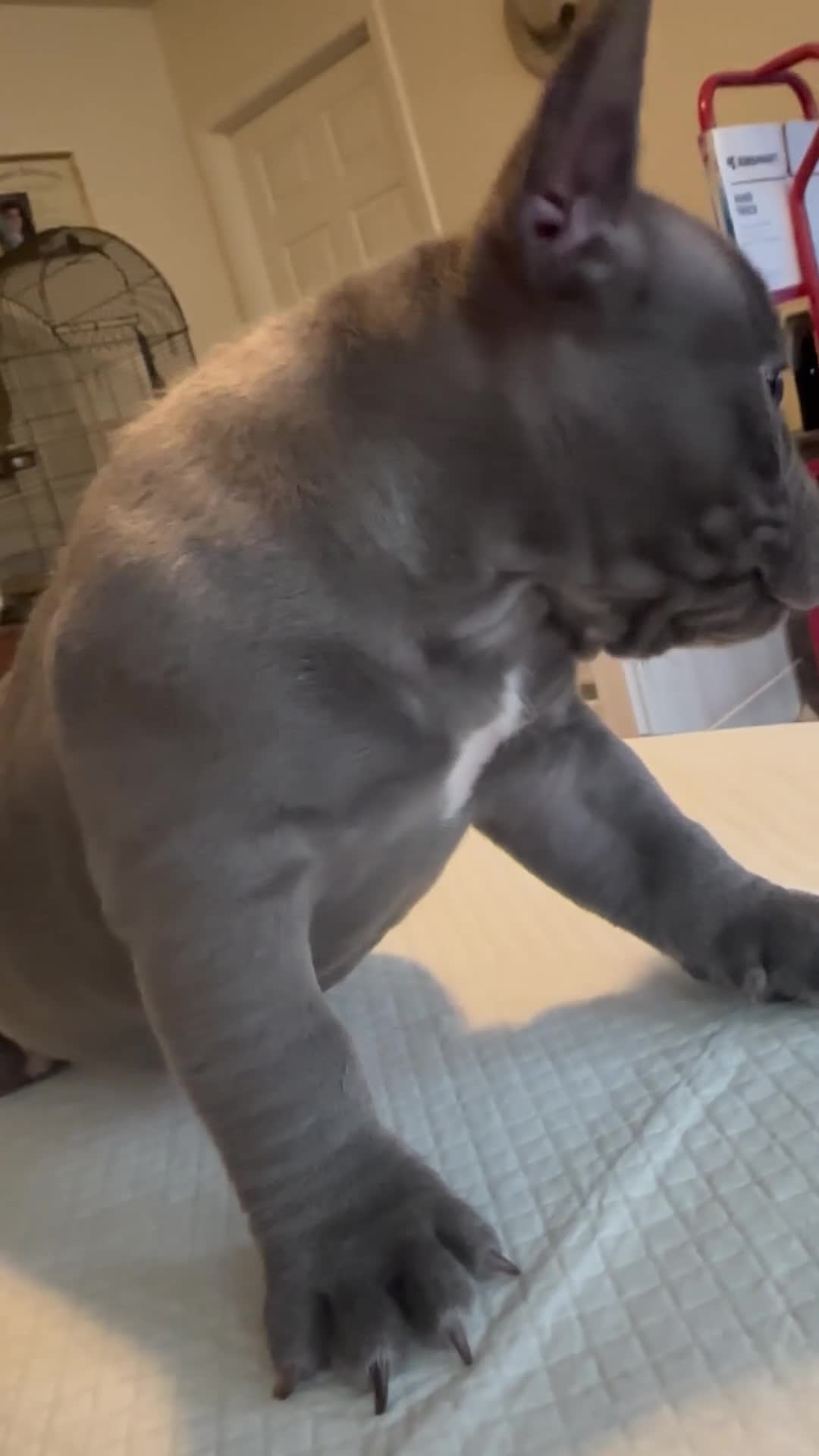 American Bully dogs for sale: Haze - Video 1