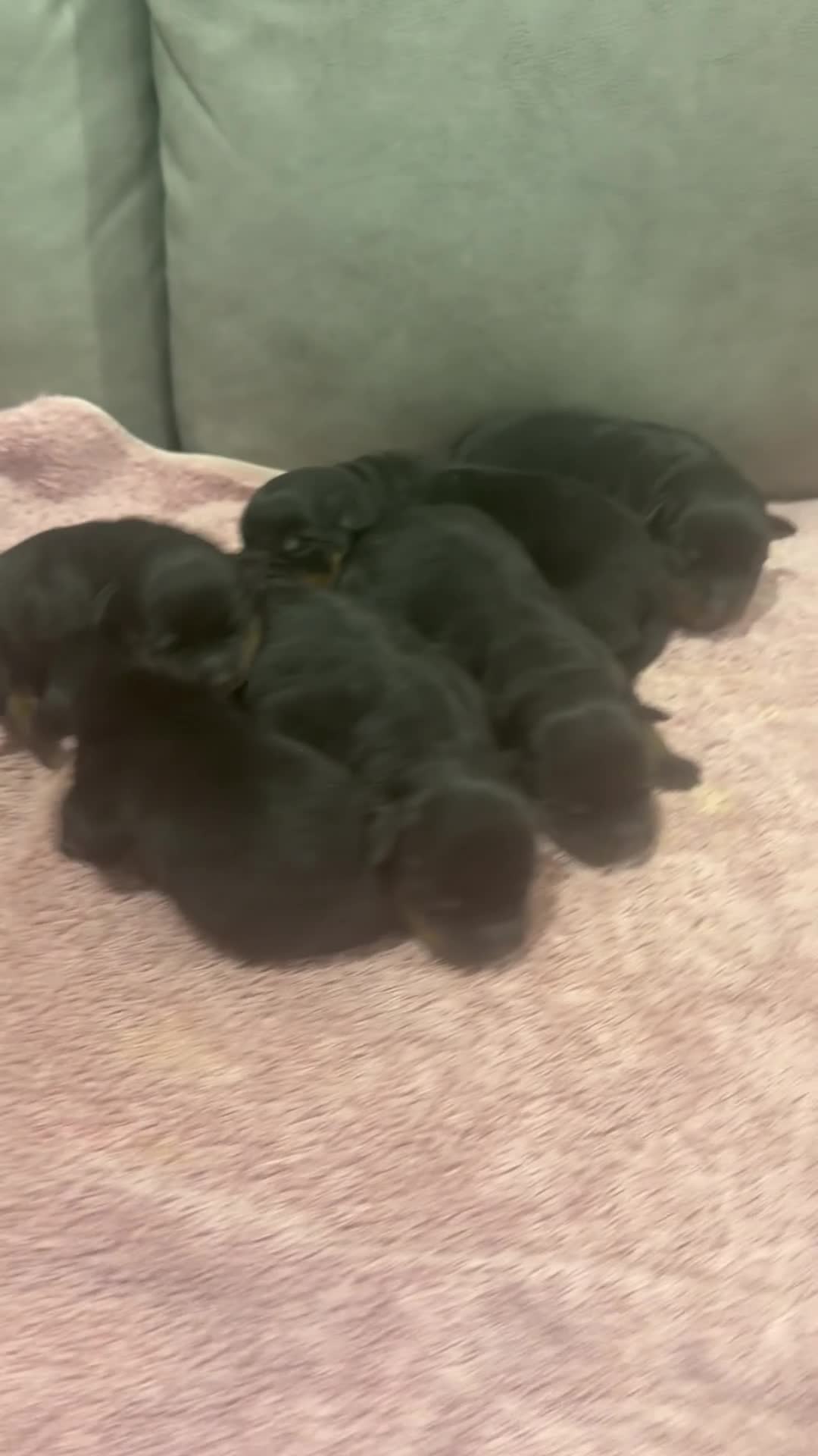 Rottweiler dogs for sale: Rottweiler Puppy 4 - Video 1