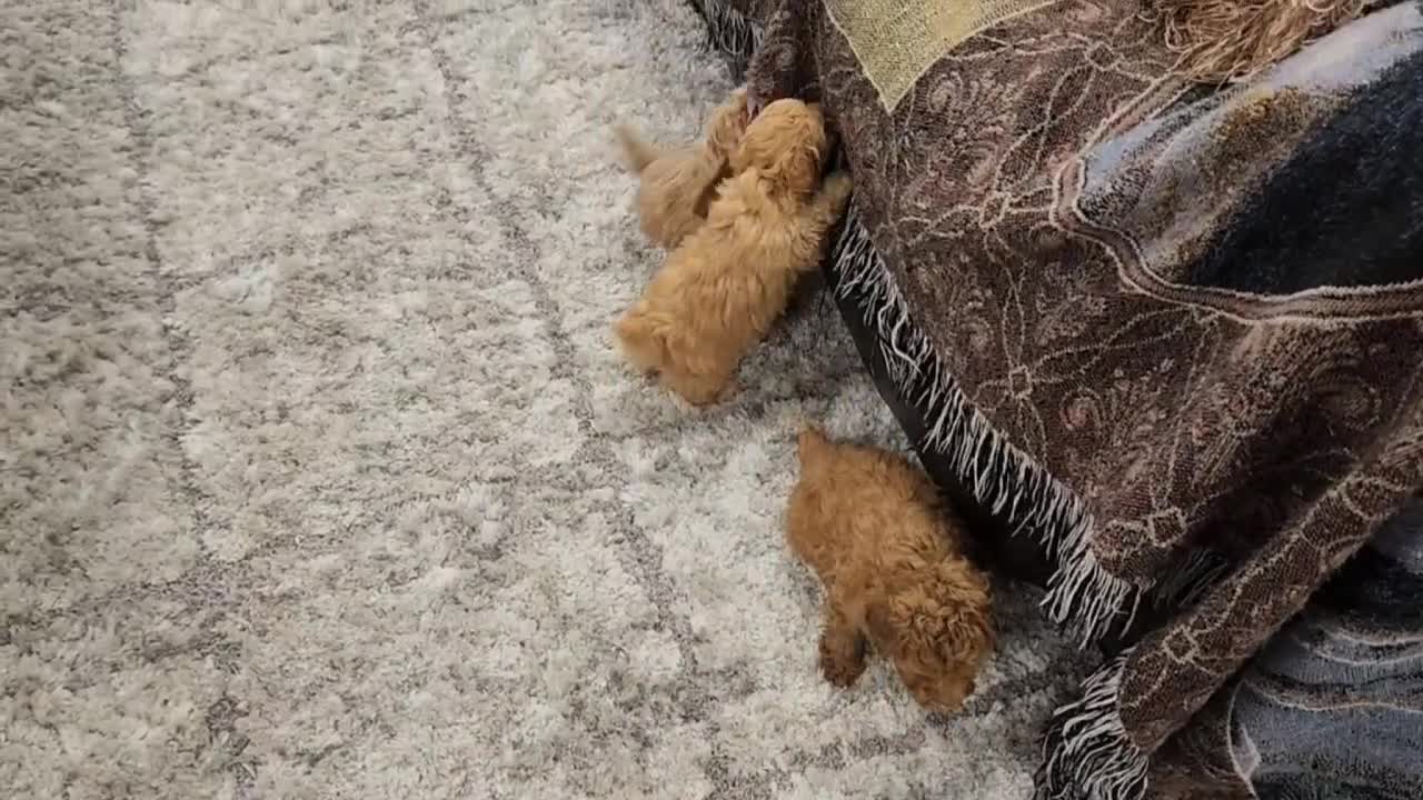 Miniature Poodle dogs for sale: Leom - Video 1