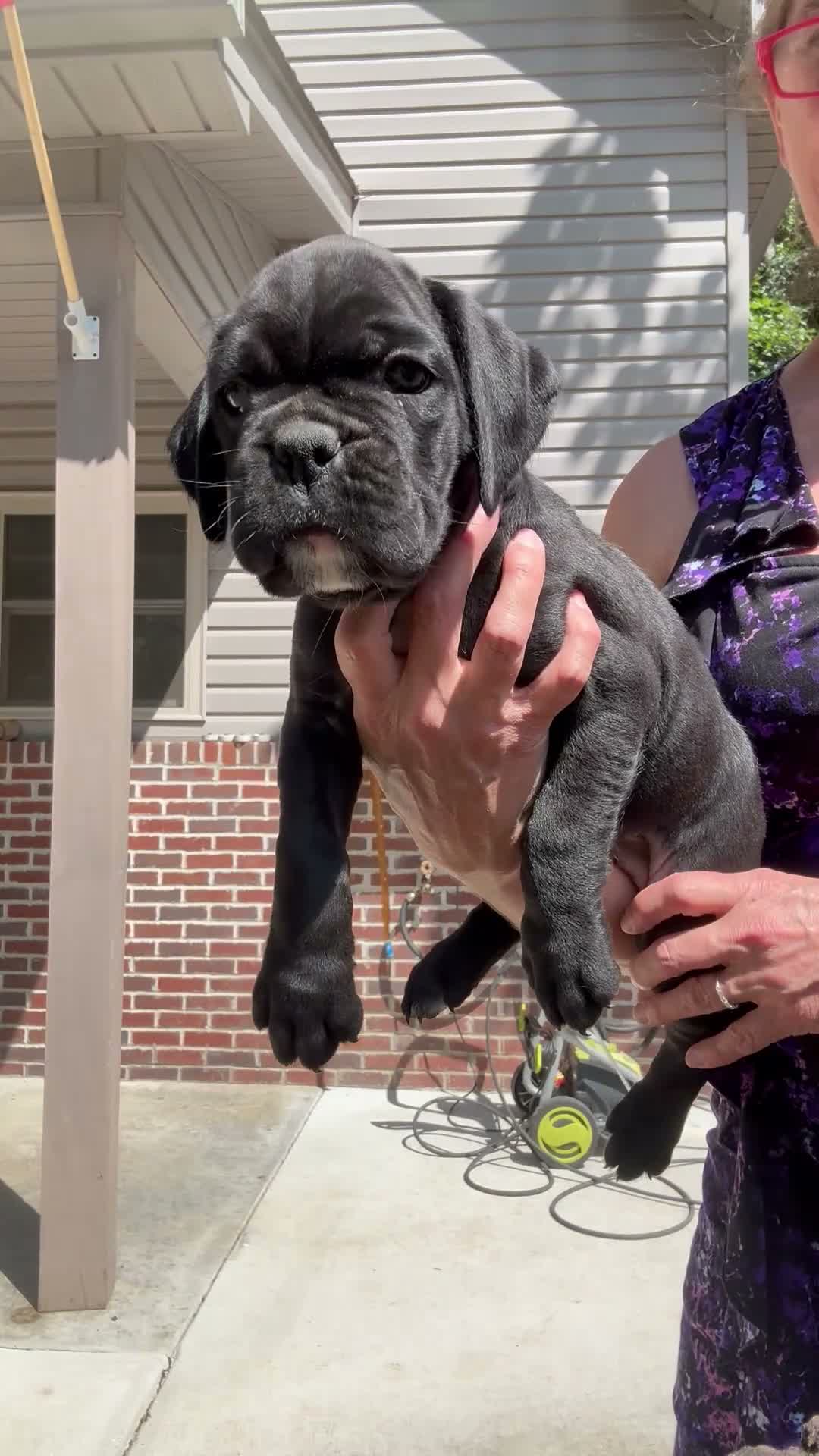 Boxer dogs for sale: Rio AKC Euro - Video 1