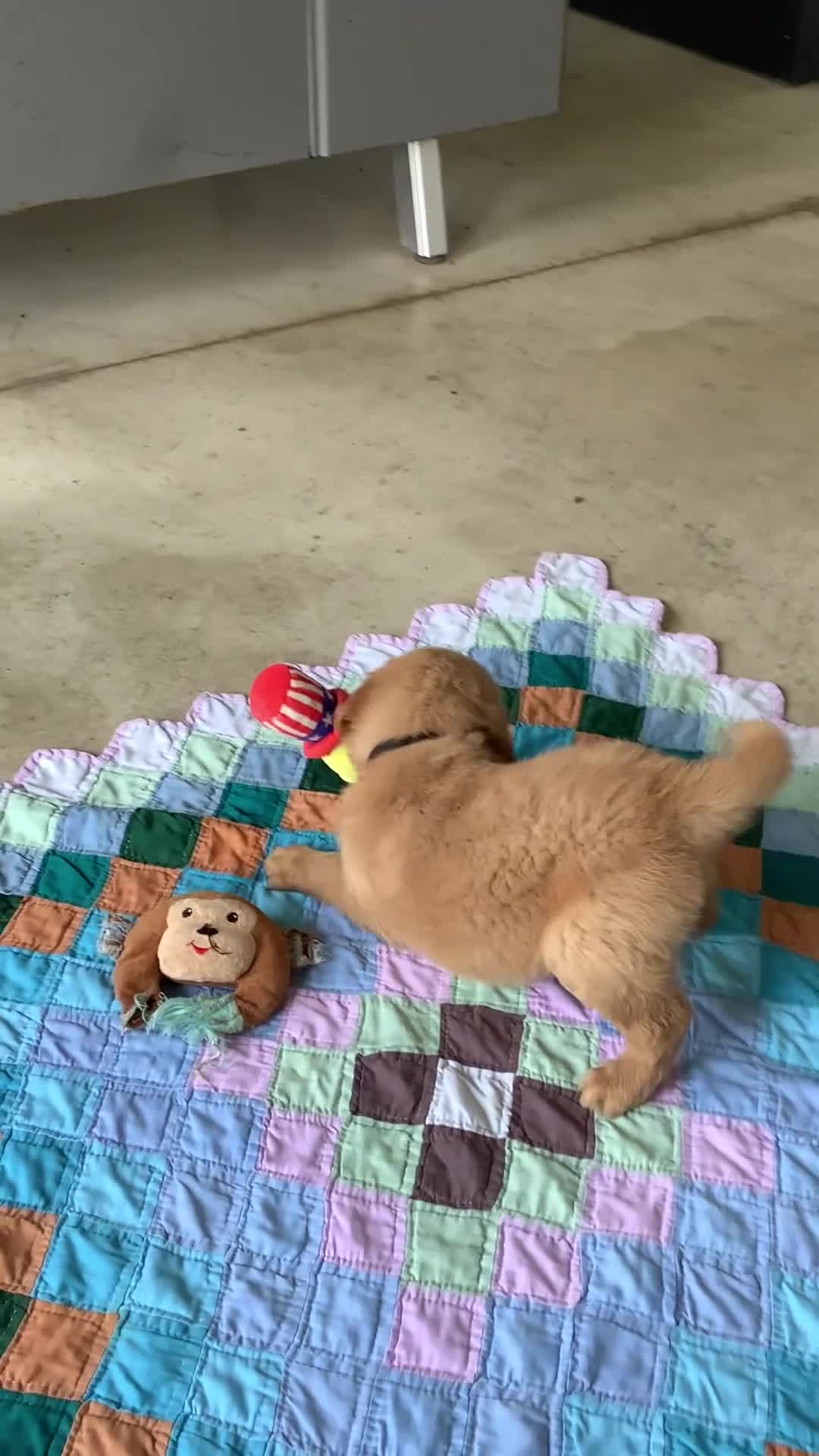 Golden Retriever dogs for sale: Golden Retriever 1 Frank  - Video 2
