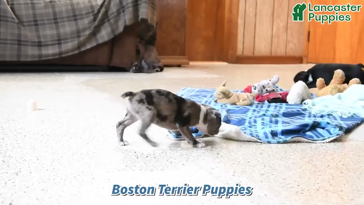 Boston Terrier dogs for sale: Hubble - Video 1