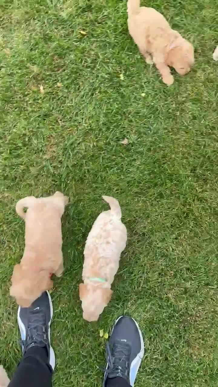 Mini Goldendoodle dogs for sale: Mini George - Video 1