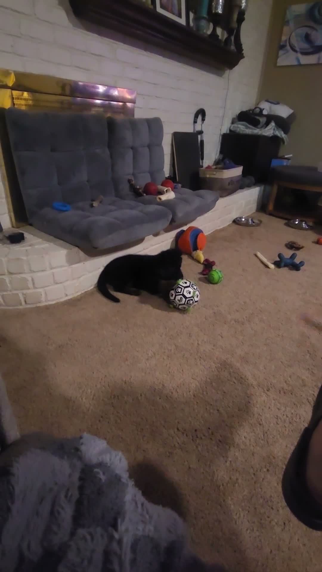 German Shepherd dogs for sale: German Shepherd 4 - Video 1