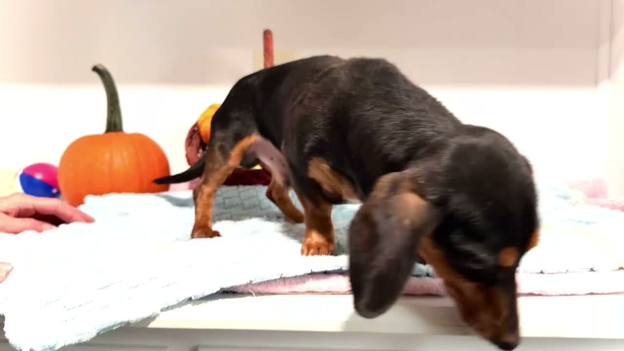 Miniature Dachshund dogs for sale: Oscar - Video 1