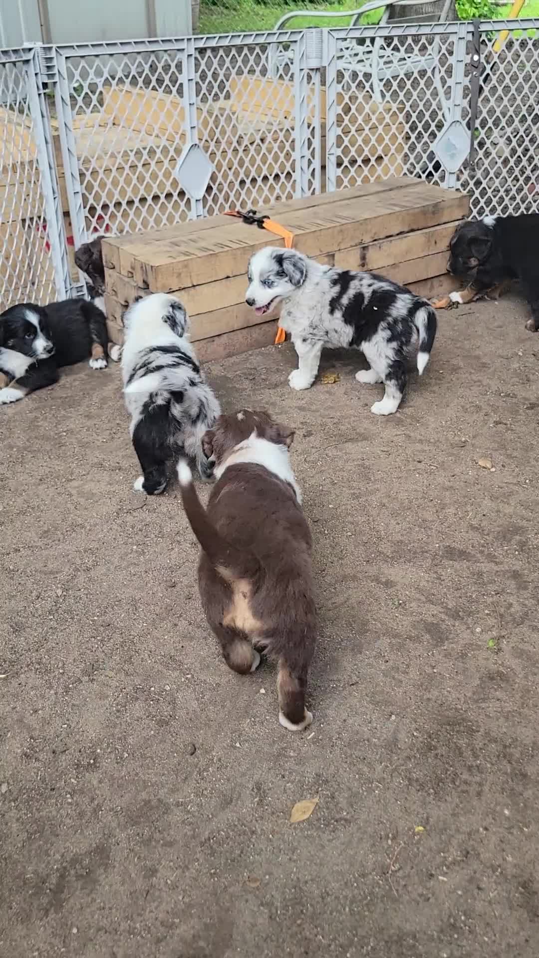 Australian Shepherd dogs for sale: Australian Shepherd 2 - Video 1