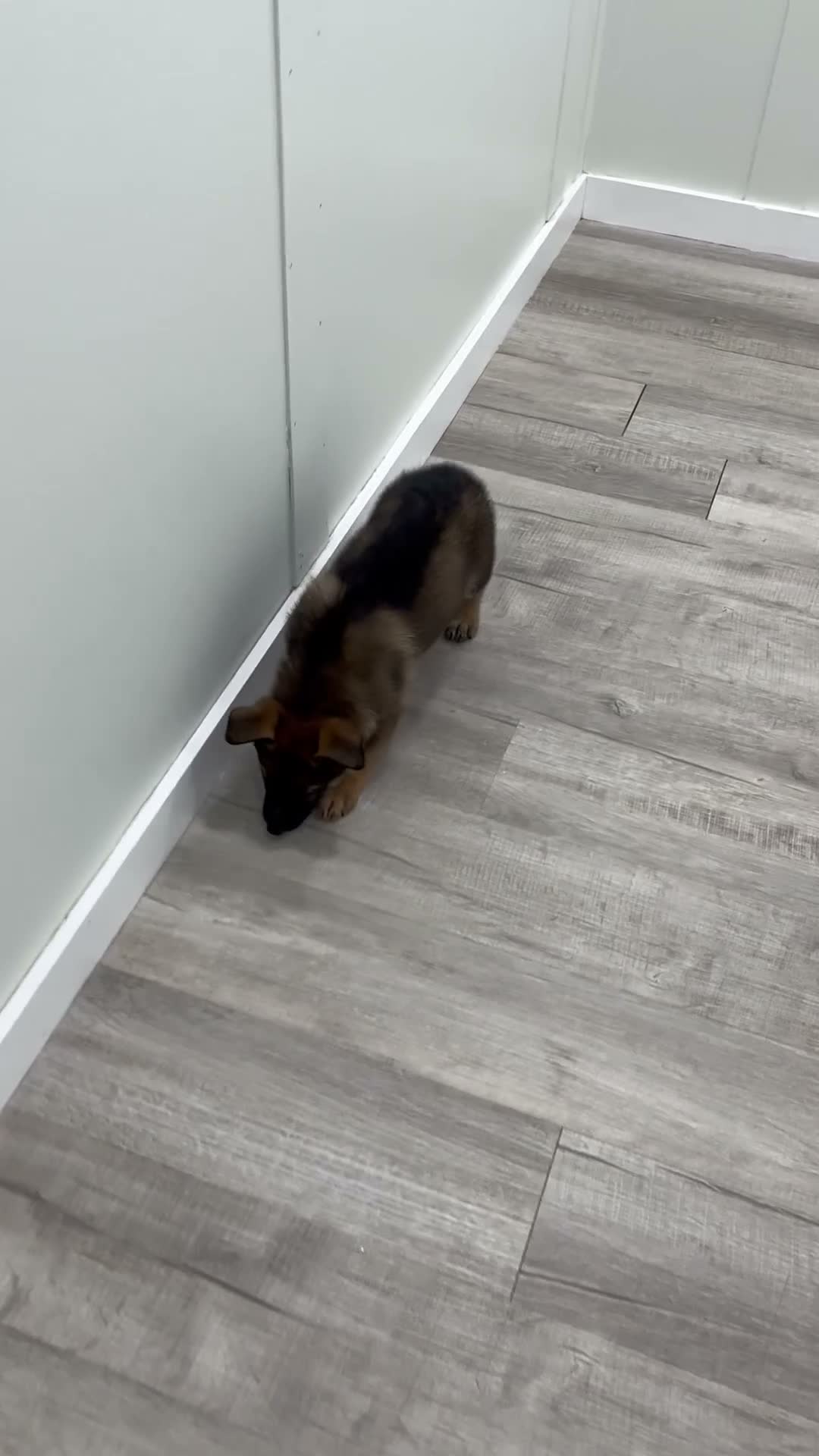 German Shepherd dogs for sale: Max - Video 1
