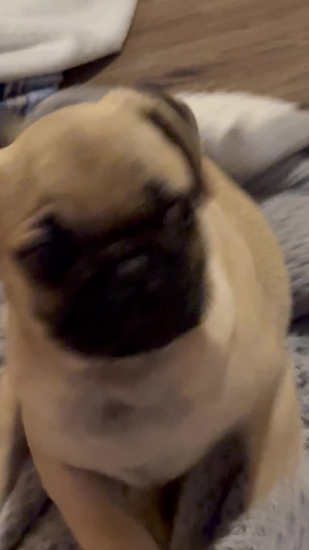 Pug dogs for sale: Peppercorn - Video 1