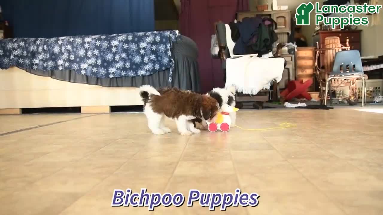 Bichpoo dogs for sale: Skyler - Video 1