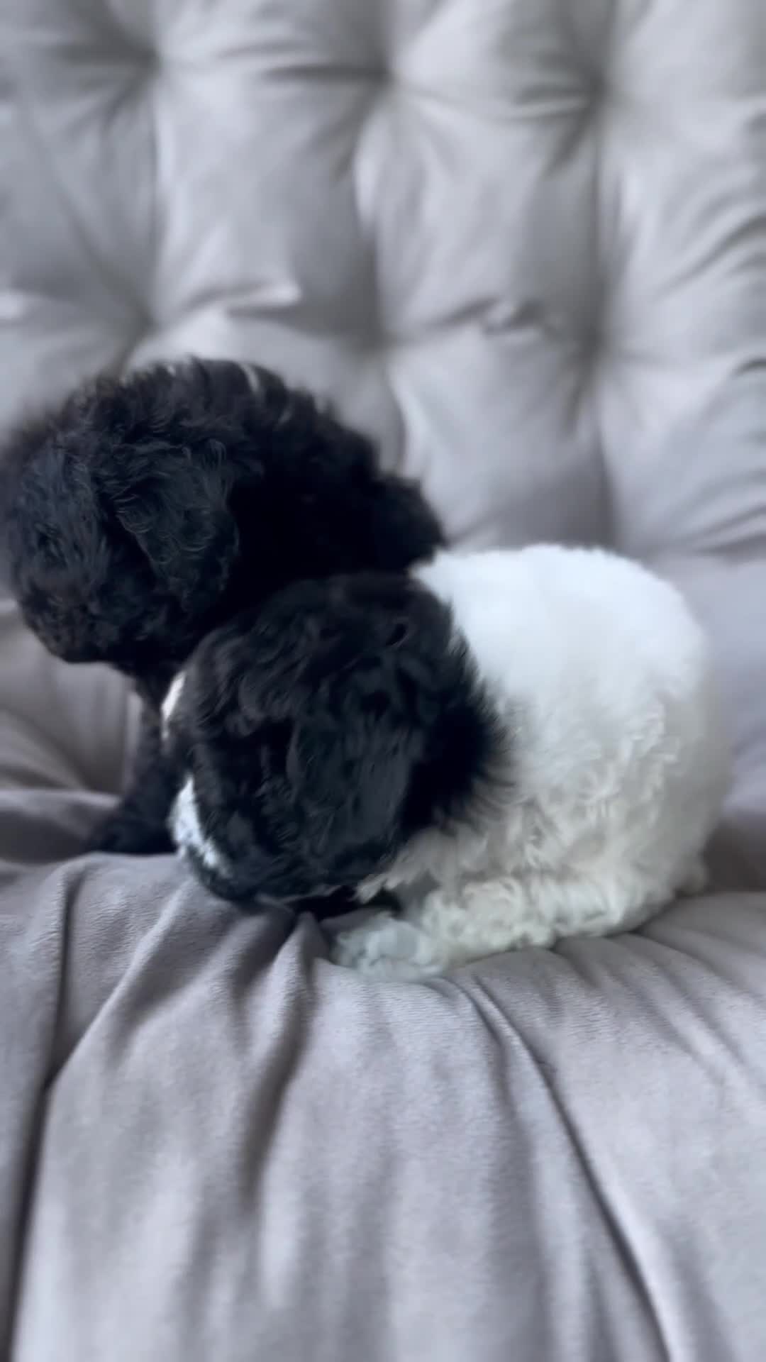Toy Poodle dogs for sale: Storm - Video 3
