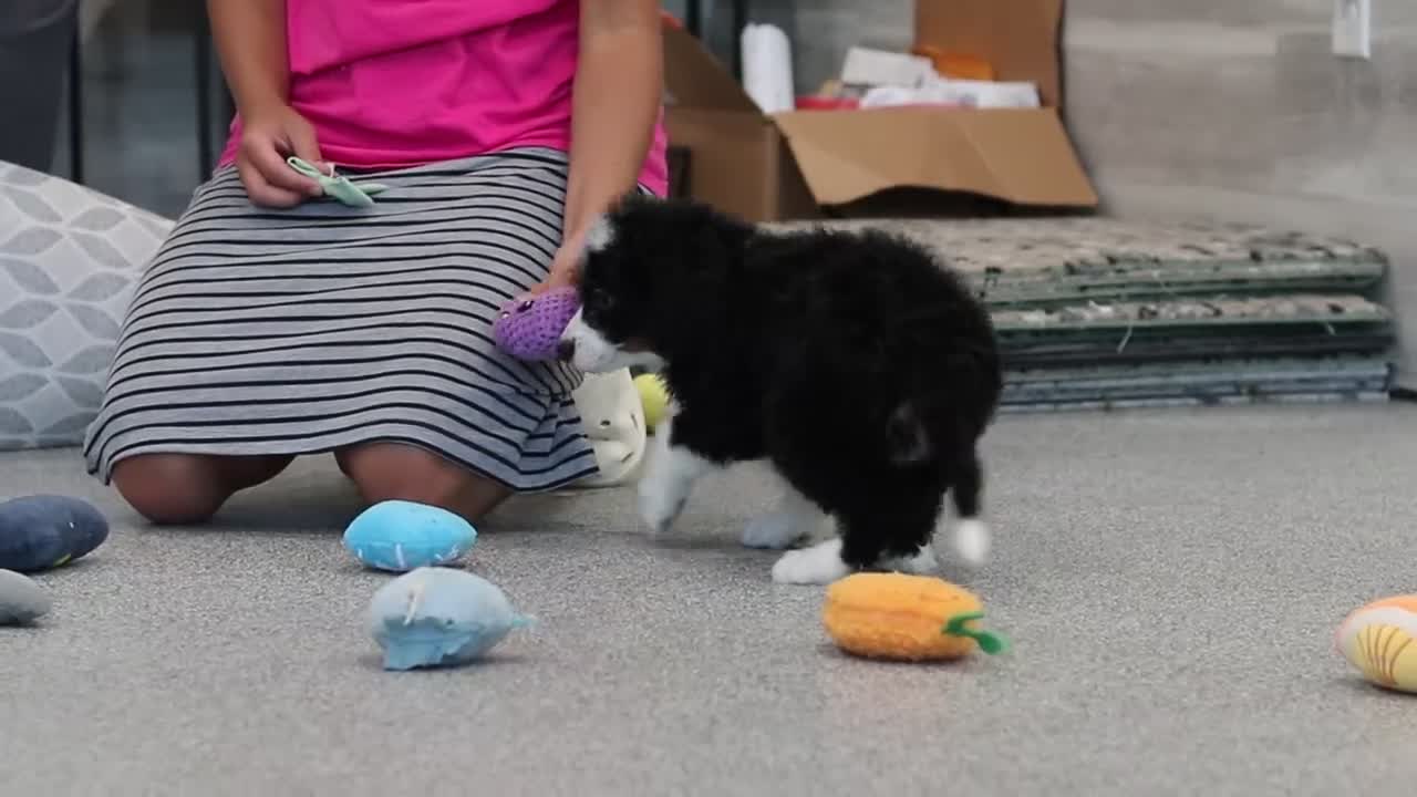 Mini Bernedoodle dogs for sale: Archie - Video 1