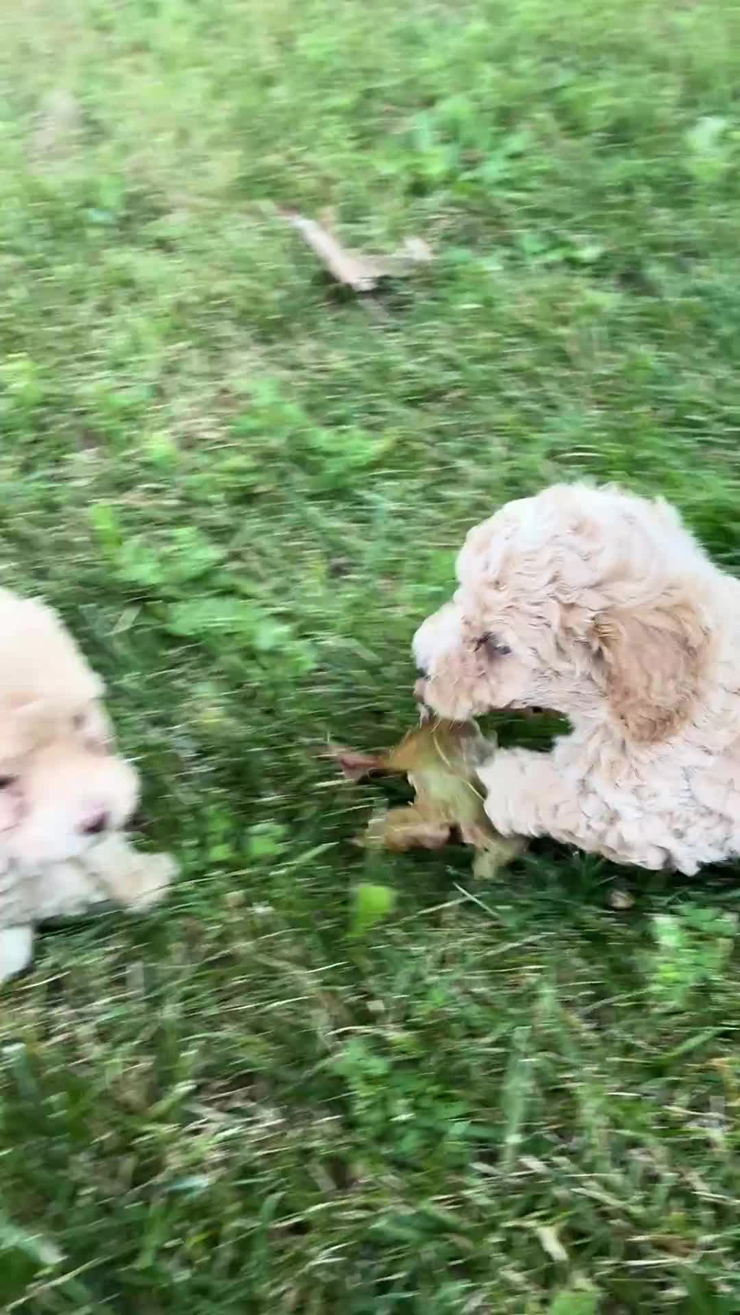 Miniature Poodle dogs for sale: Tippy - Video 1