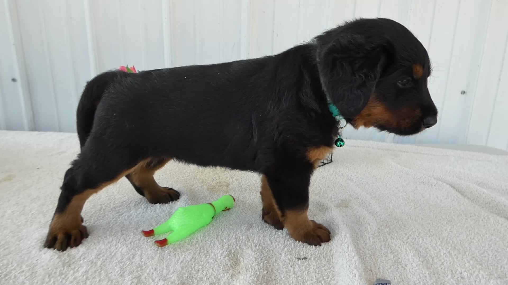 Mixed Breed dogs for sale: Mixed Breed 1 Sasha - Video 1