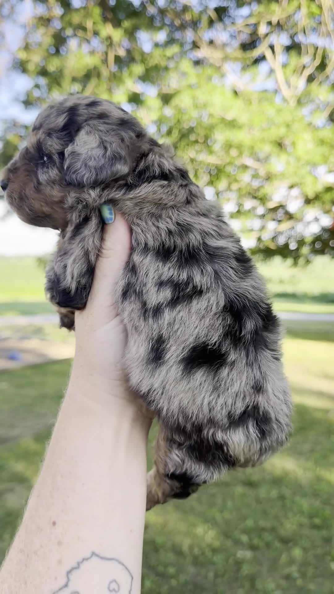 Mini Aussiedoodle dogs for sale: Starling - Micro Mini F1b - Video 1
