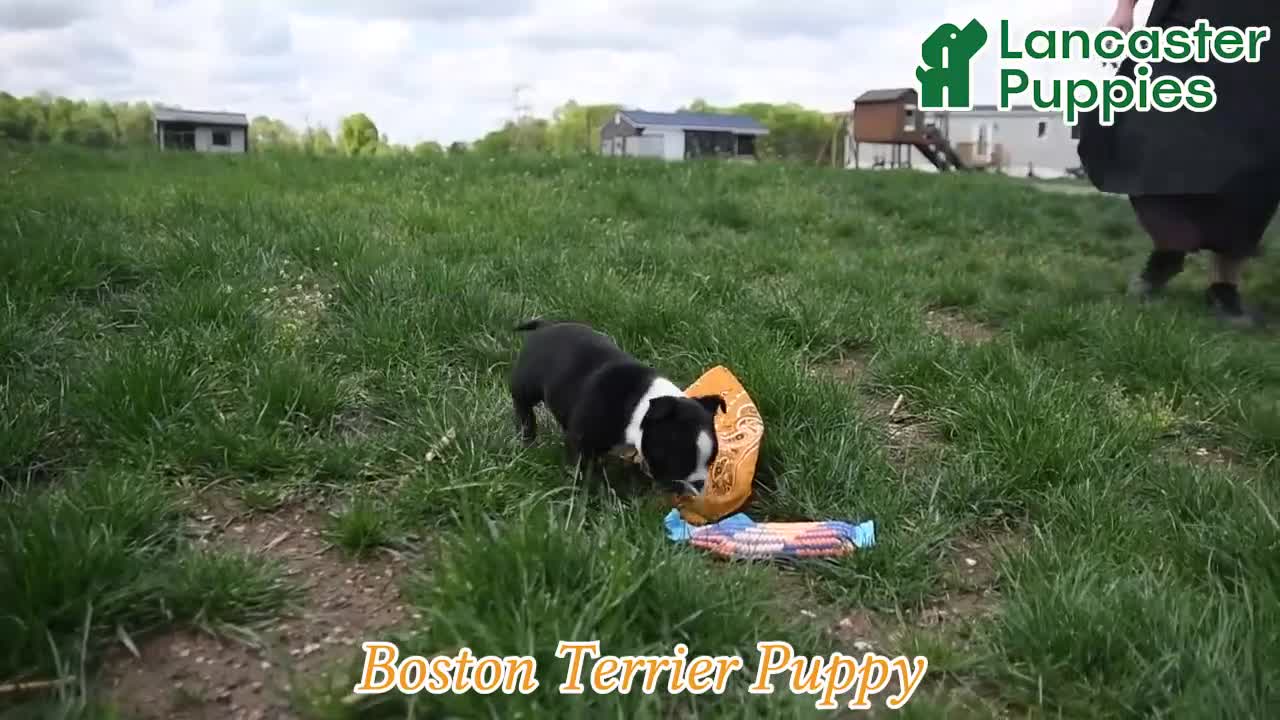Boston Terrier dogs for sale: Eleanor - Video 1