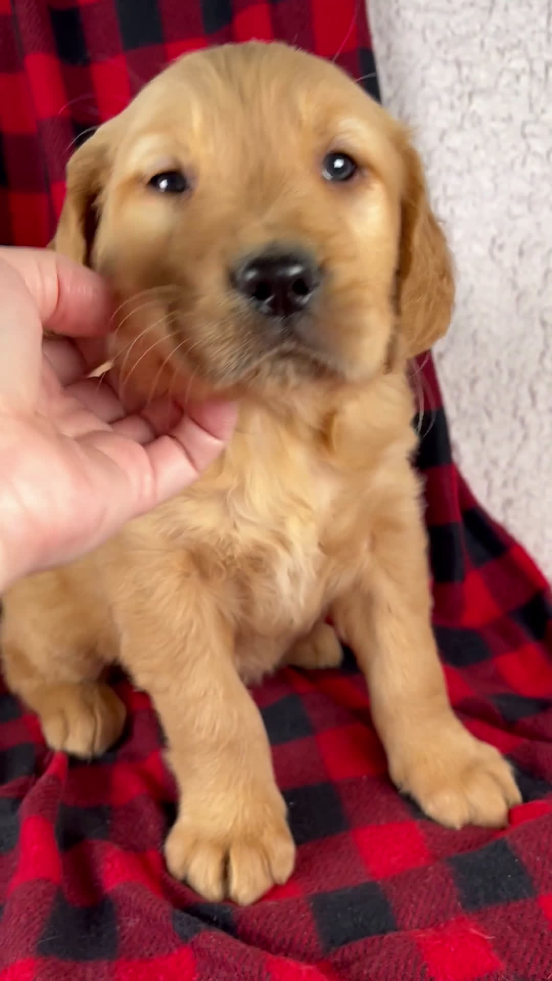 Golden Retriever dogs for sale: Tucker - Video 1