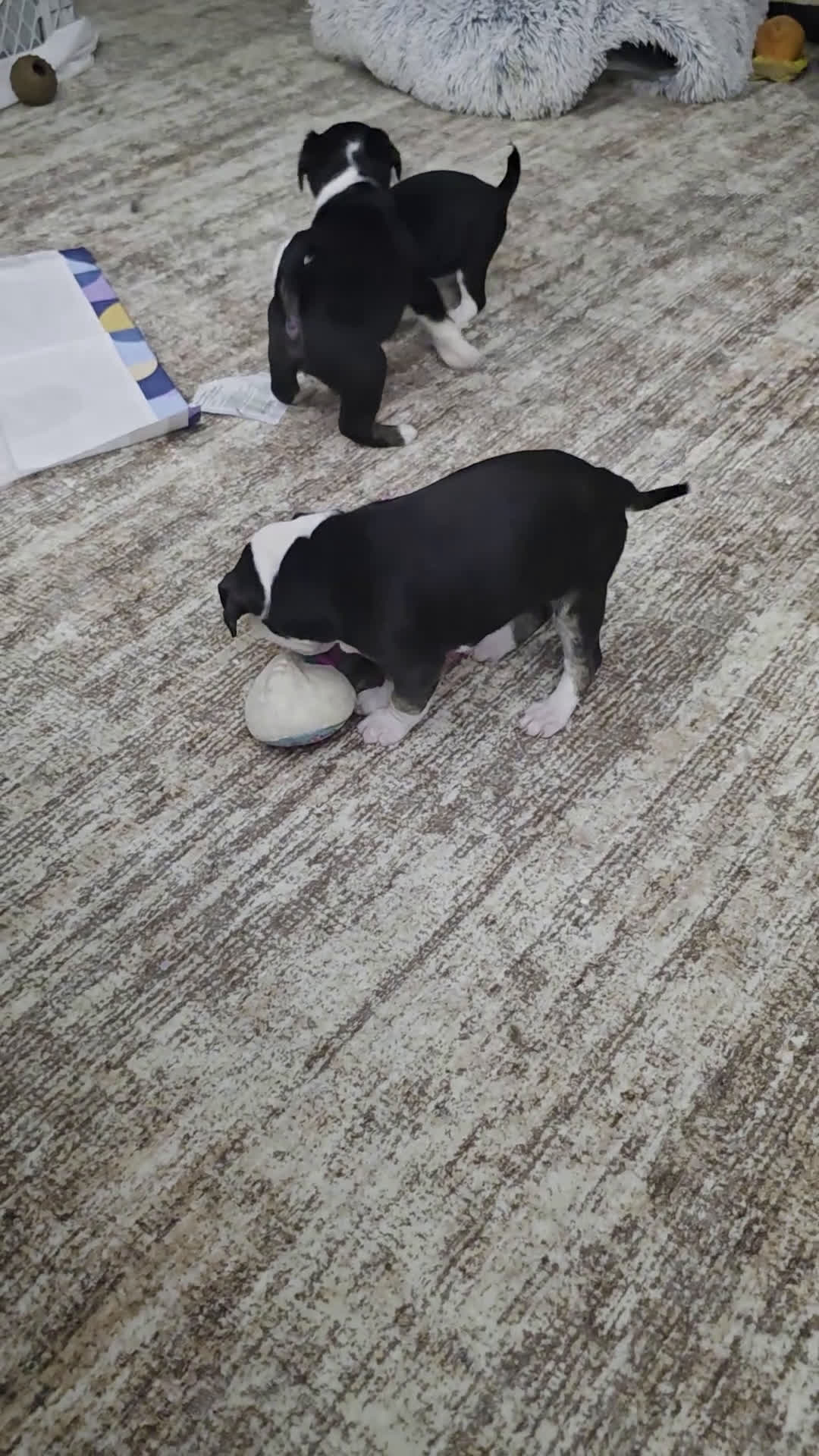 Mixed Breed dogs for sale: Yellow *Updated 2/26 - Video 2