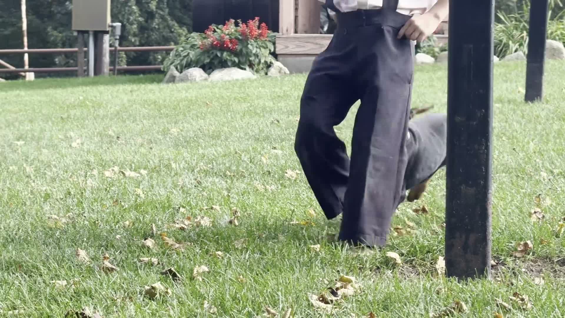 Doberman Pinscher dogs for sale: Banner - Video 1