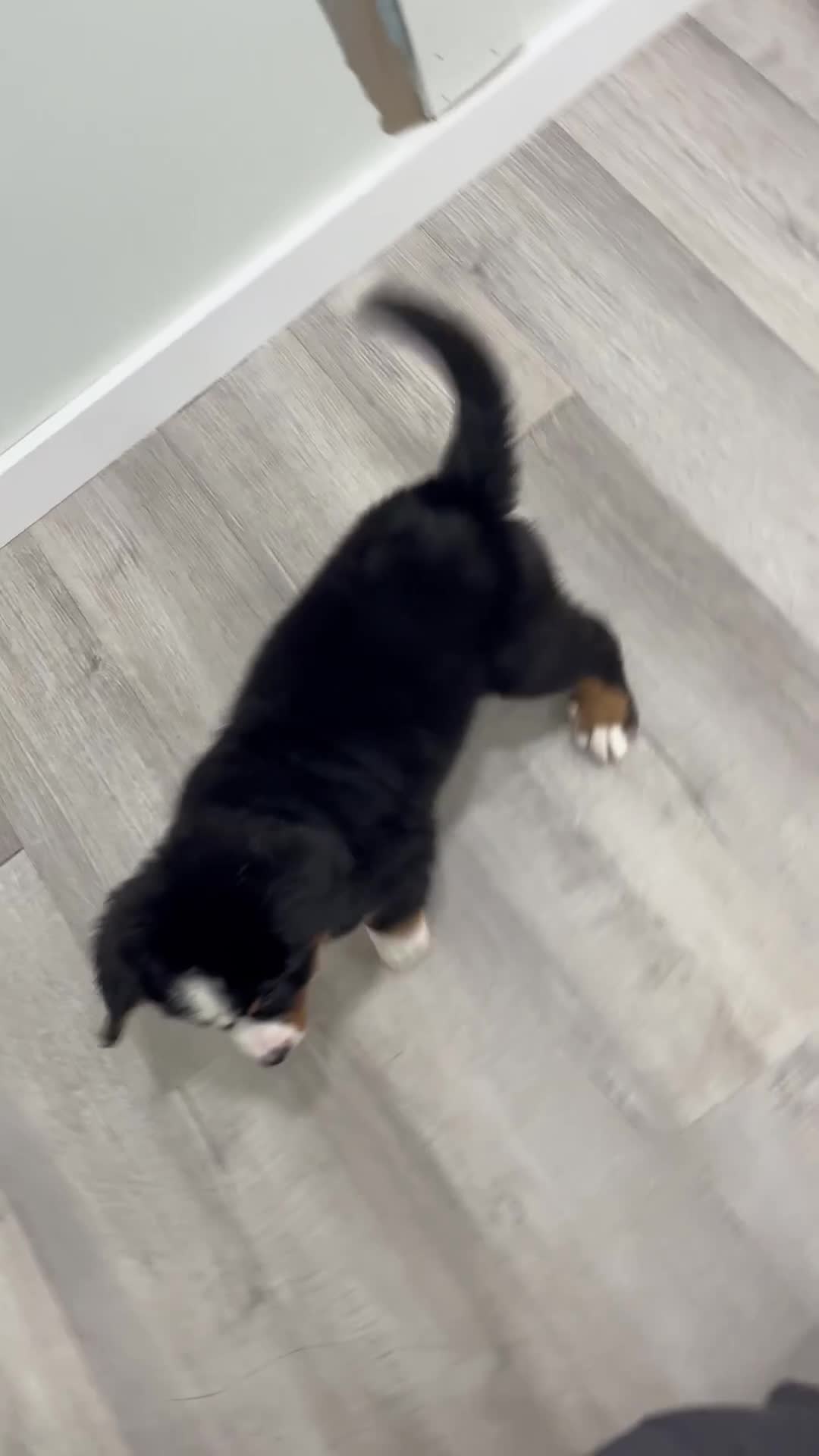 Bernese Mountain Dog dogs for sale: Boone - Video 1