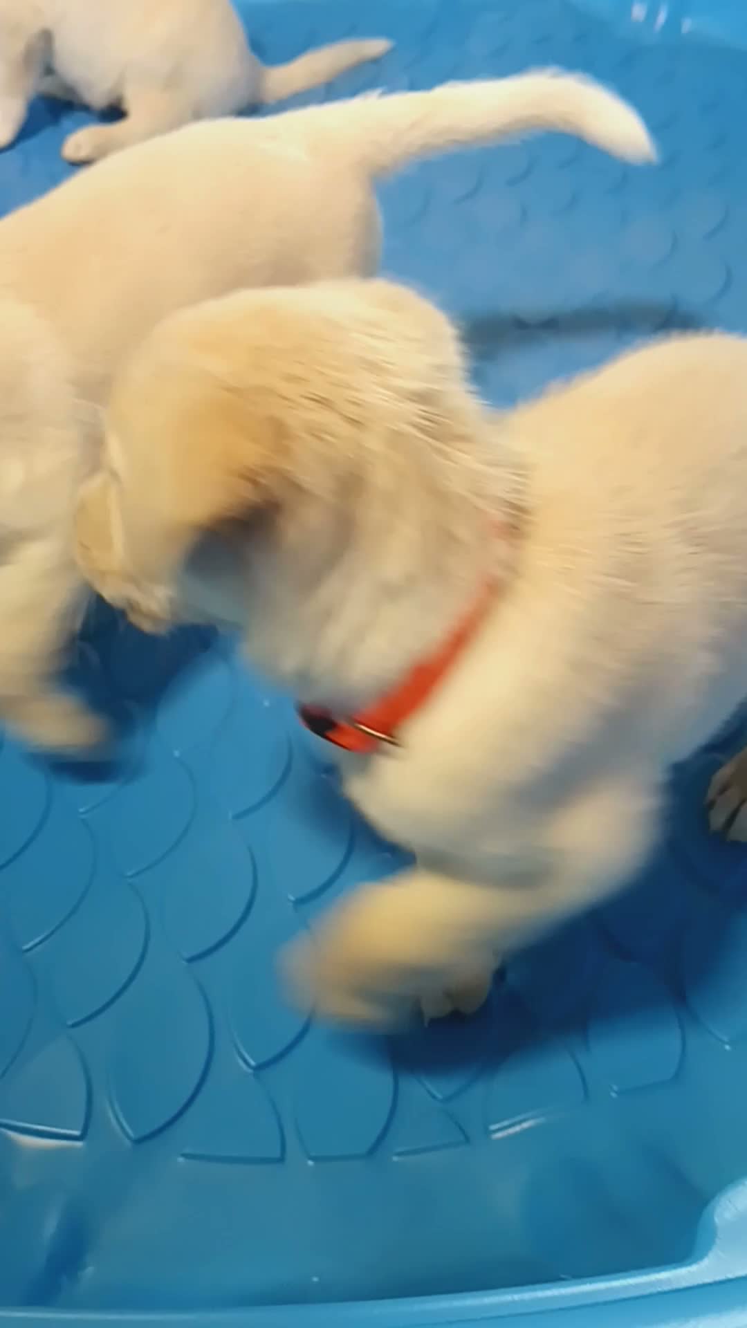 Golden Shepherd dogs for sale: Fancy  - Video 2
