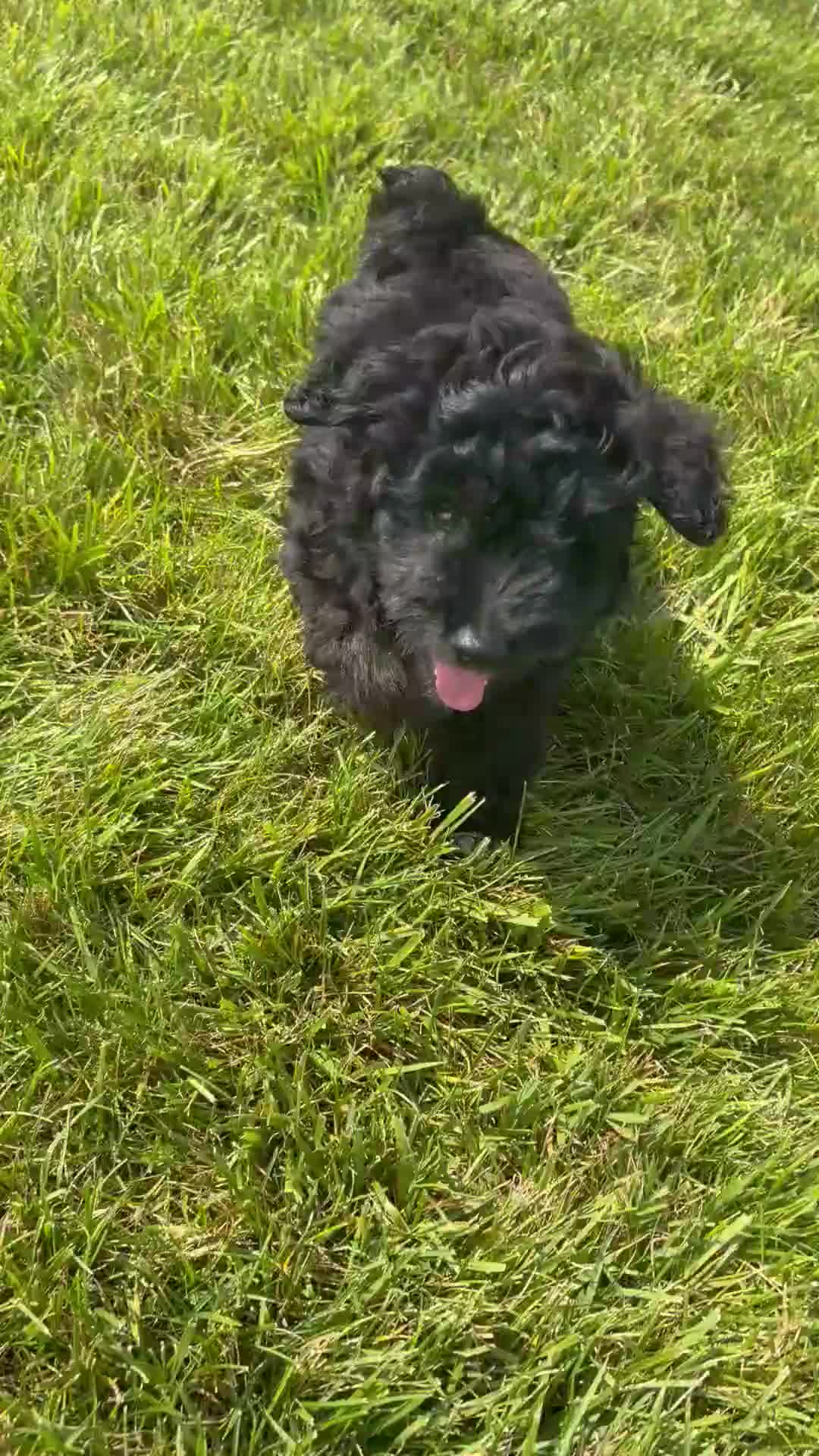 Mini Aussiedoodle dogs for sale: Chase - Video 1