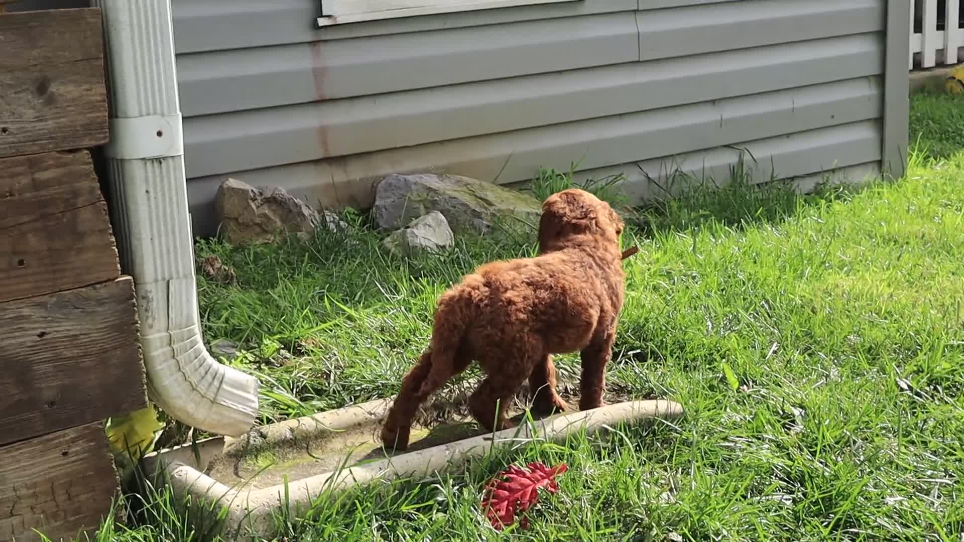 Standard Poodle dogs for sale: David - Video 1