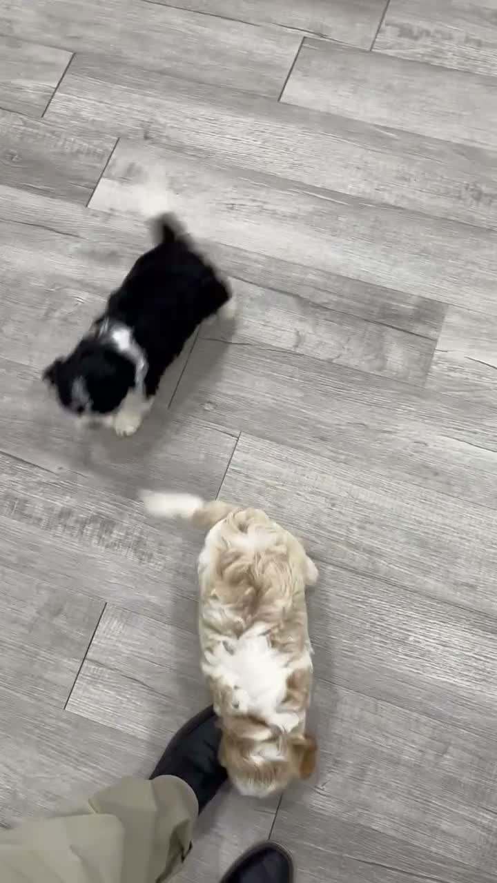Cavapoo dogs for sale: Odie - Video 2