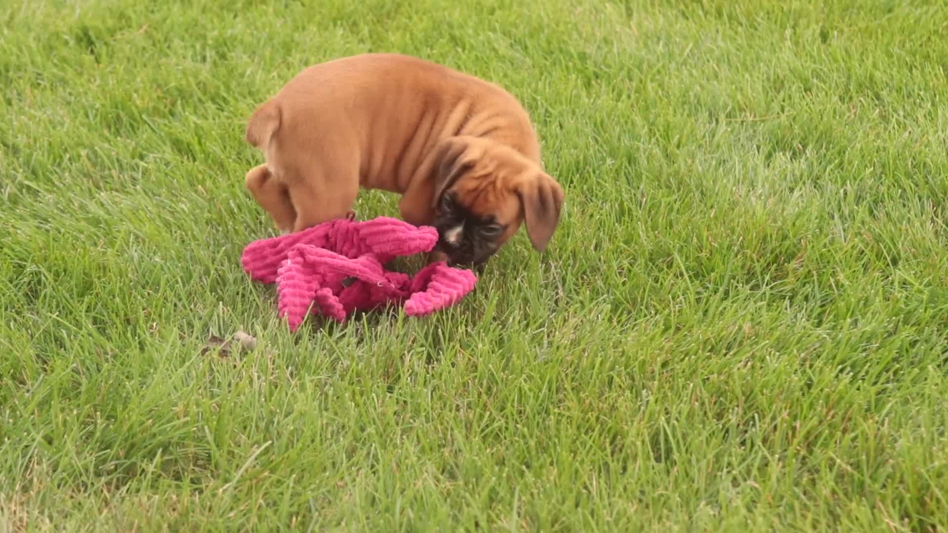 Boxer dogs for sale: Cassie - Video 1