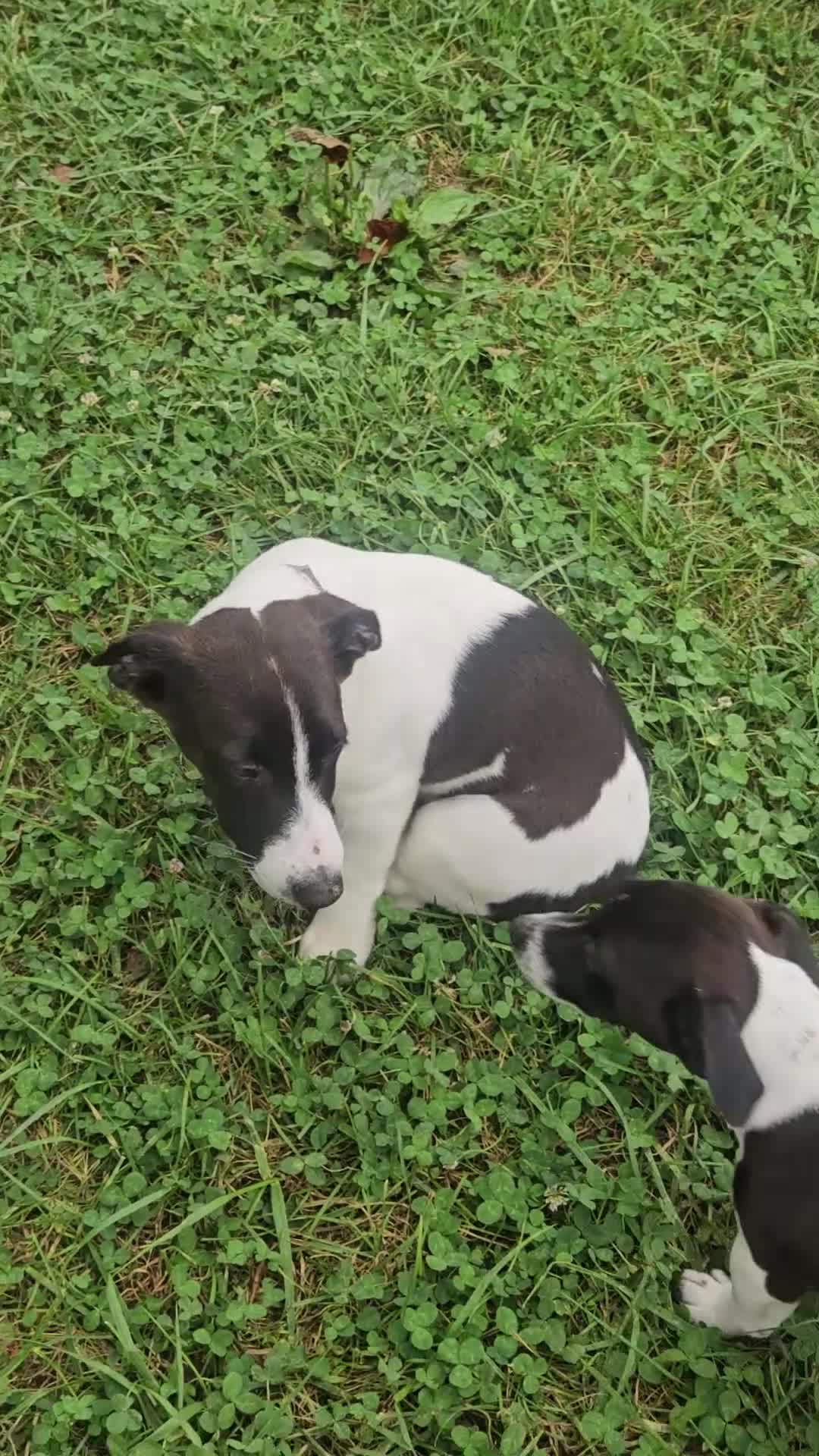 Jack Russell Terrier dogs for sale: Kamikazi - Video 1