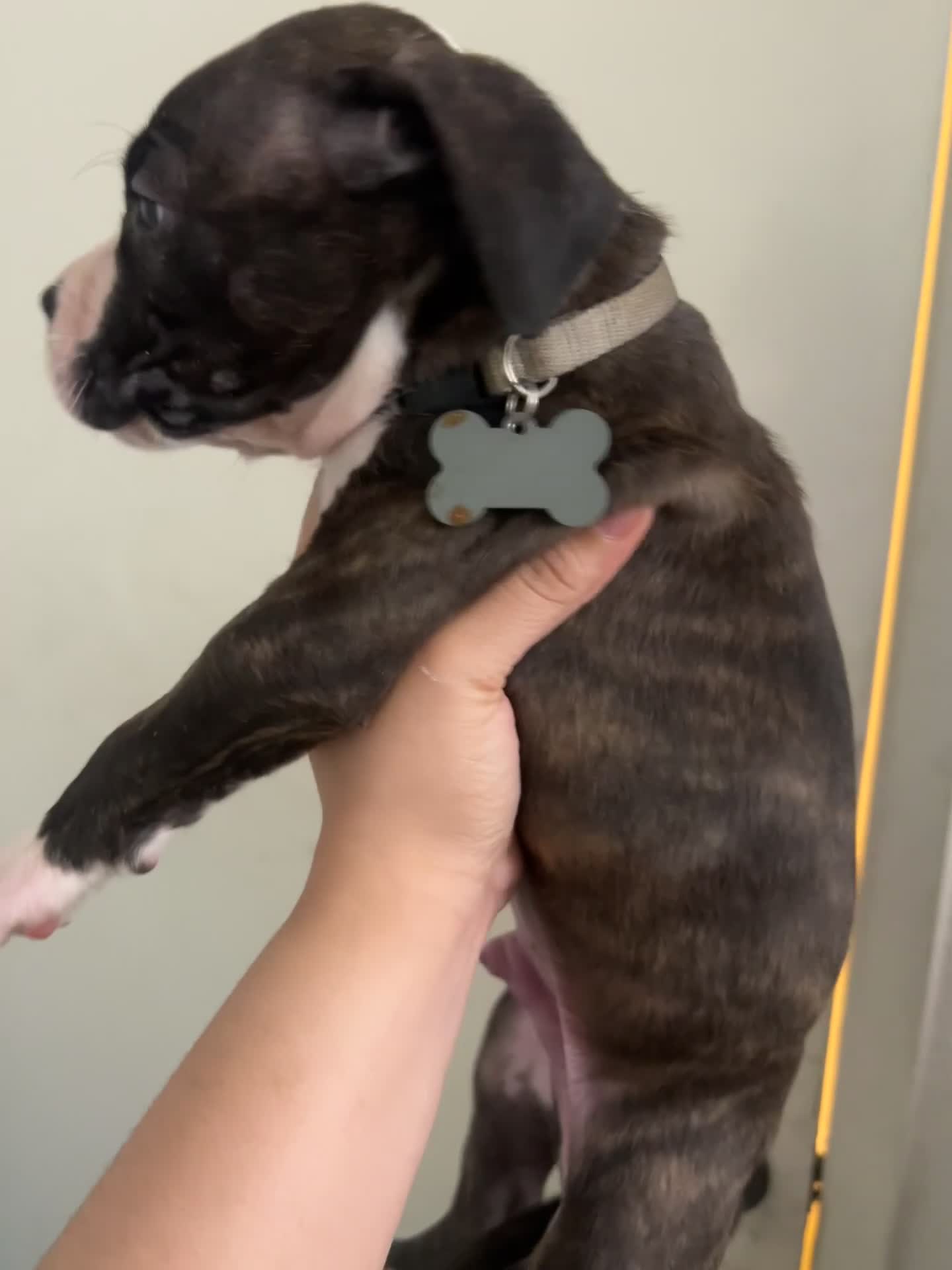 Mixed Breed dogs for sale: Mixed Breed Puppy 5 - Video 1