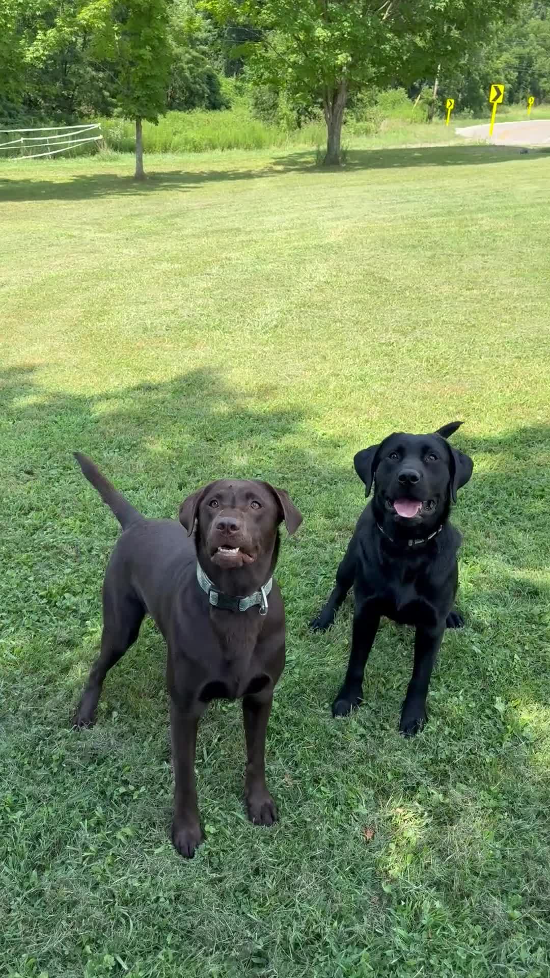 Labrador Retriever dogs for sale: Labrador Retriever Puppy 1 - Video 1