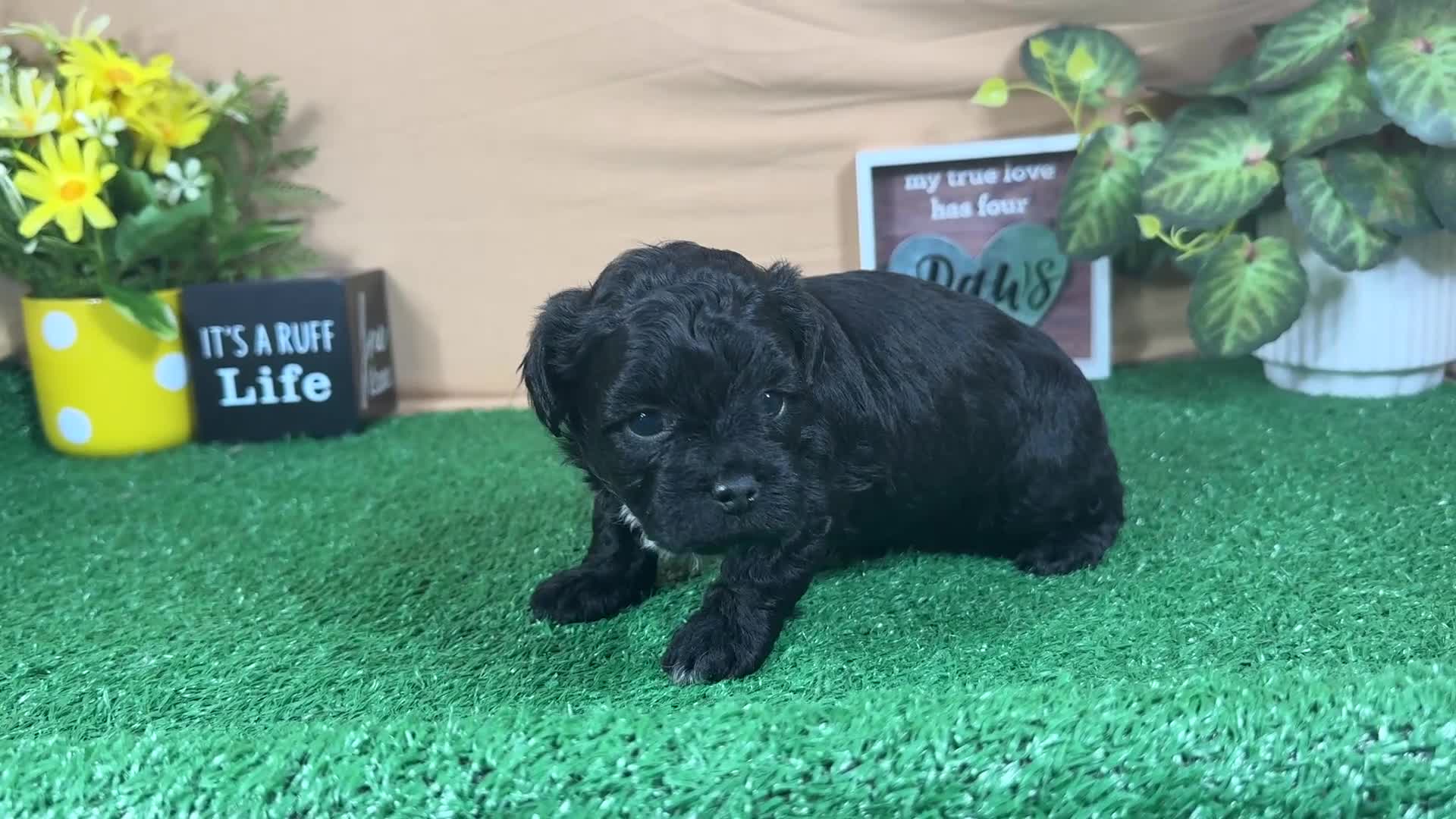 Shihpoo dogs for sale: Shihpoo 1 - Video 1