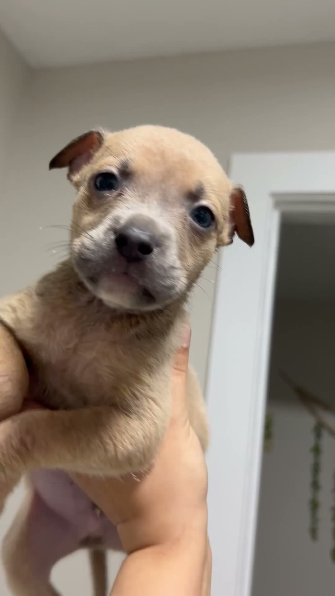 Mixed Breed dogs for sale: Boy 6 - Video 1