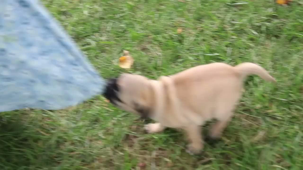 Jug dogs for sale: Taden - Video 1