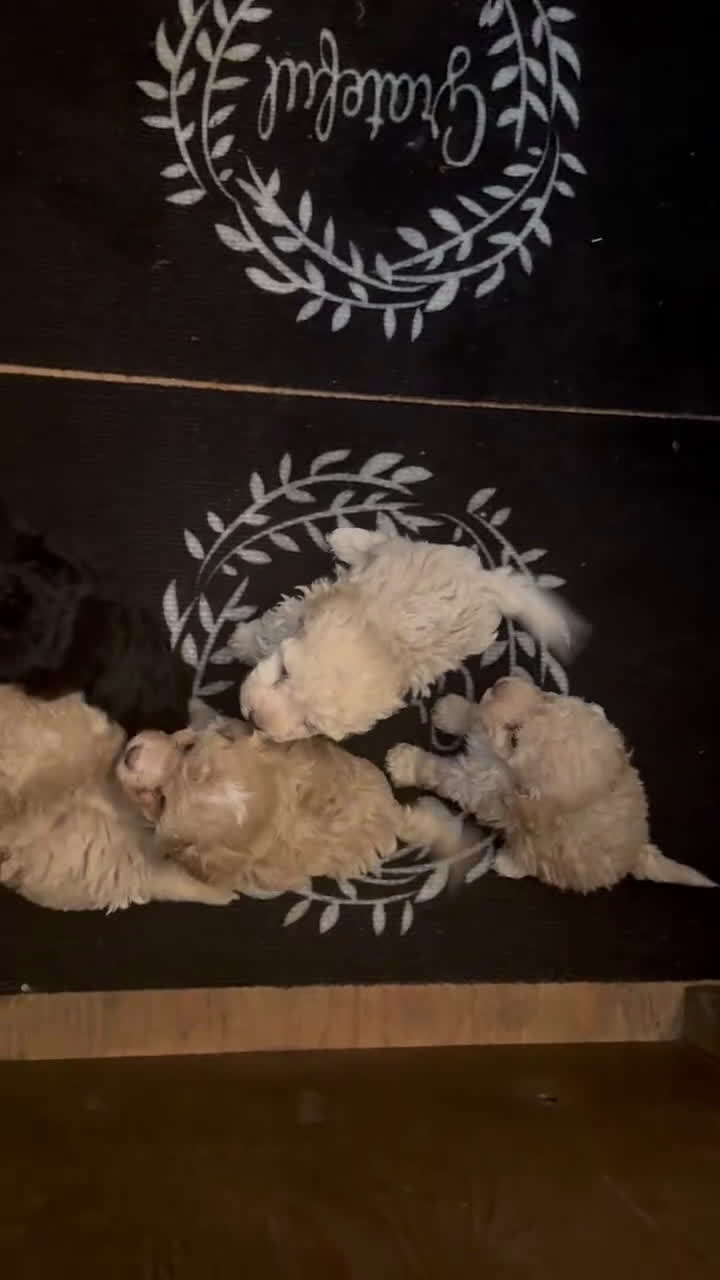 Toy Poodle dogs for sale: Vegeta - Video 1