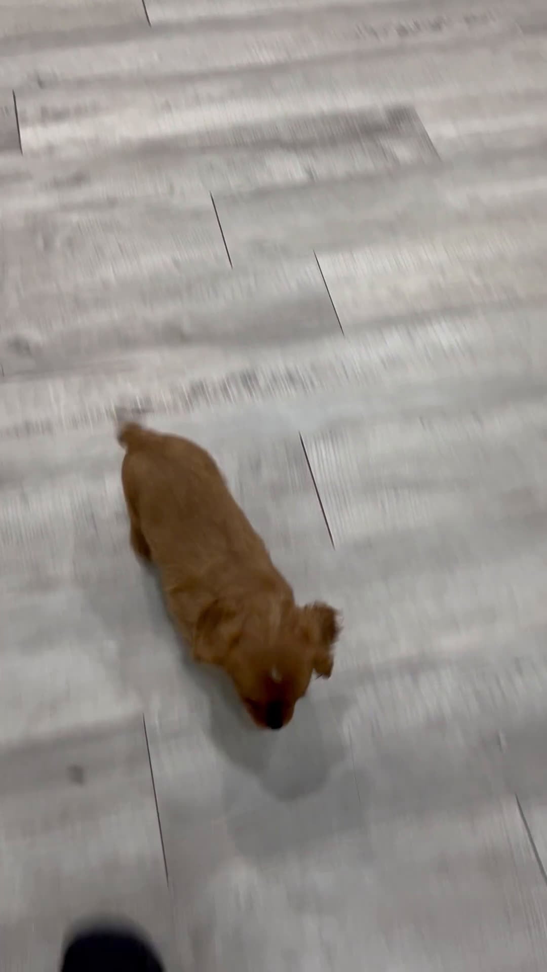 Cavalier King Charles Spaniel dogs for sale: Duke - Video 1