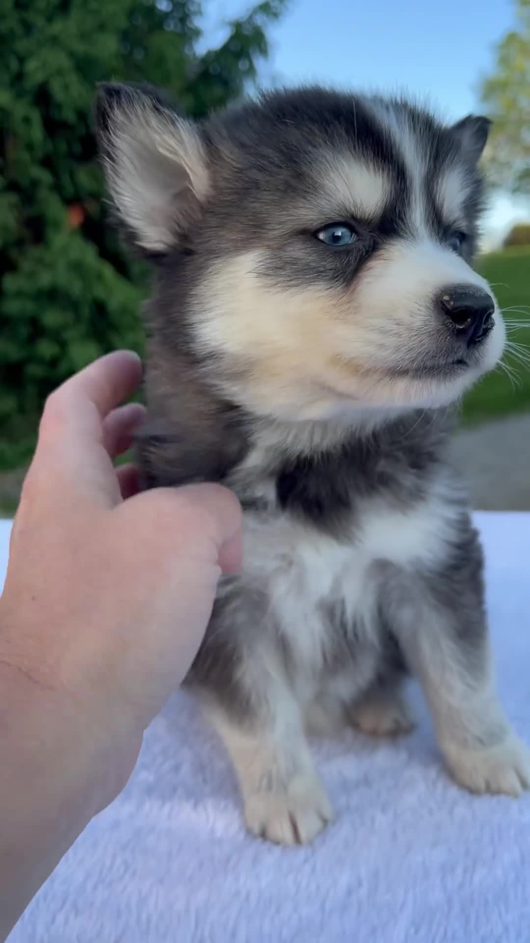 Pomsky dogs for sale: Maggie - Video 1
