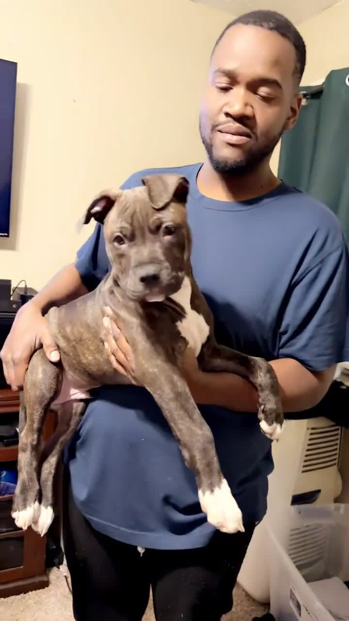 Staffordshire Bull Terrier dogs for sale: Staffordshire Bull Terrier Puppy 1 - Video 1