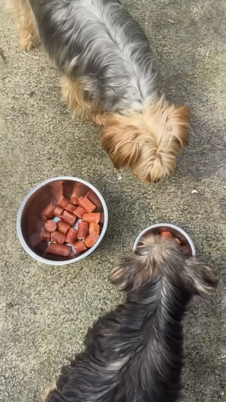Yorkshire Terrier dogs for sale: Yorkshire Terrier 1 - Video 1