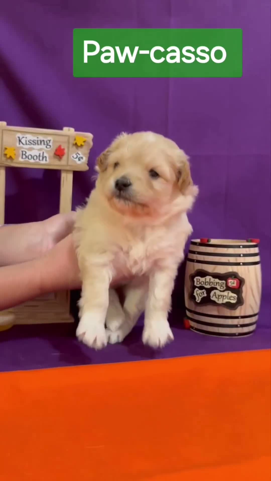 Mixed Breed dogs for sale: Samoyed - Poodle Doodle Sammypoo 3 - Video 1