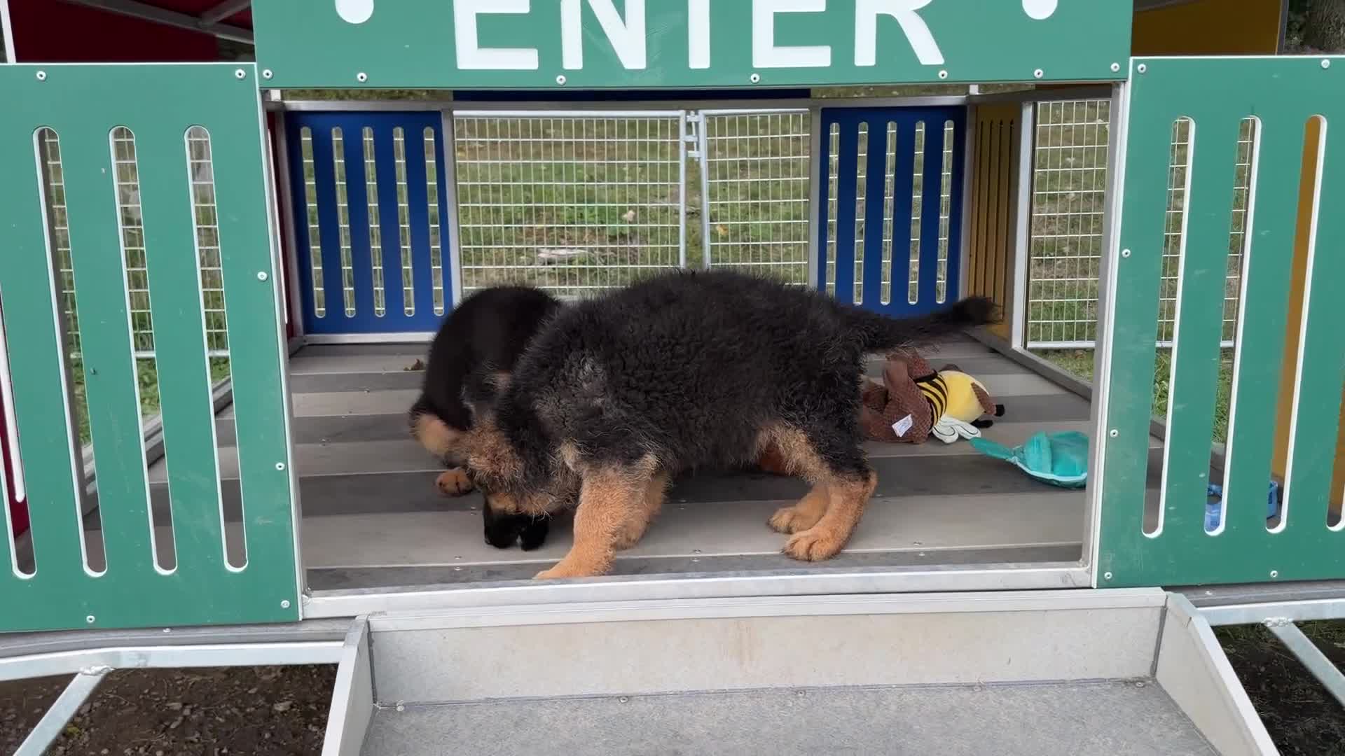 German Shepherd dogs for sale: Orchid - Video 1