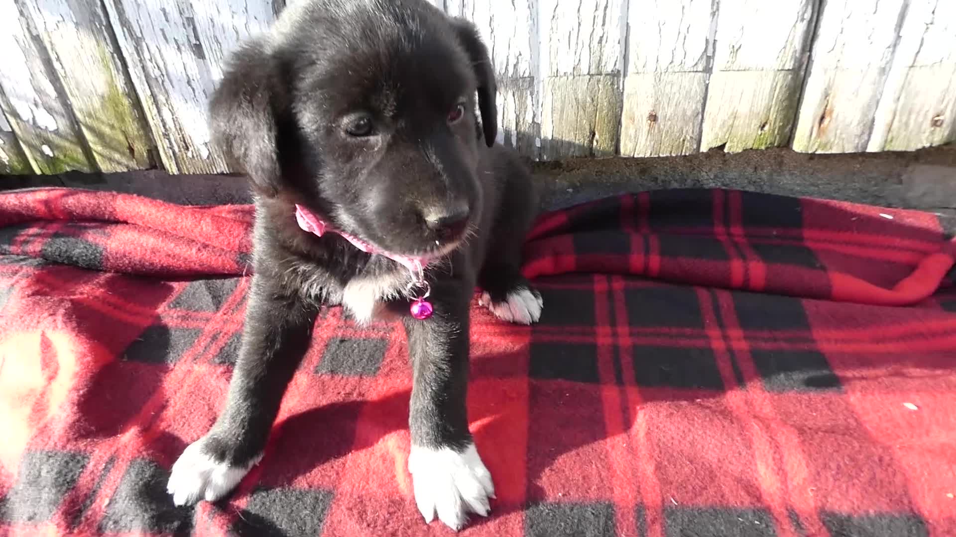Great Pyrenees dogs for sale: Great Pyrenees Puppy 1 Rayland - Video 1