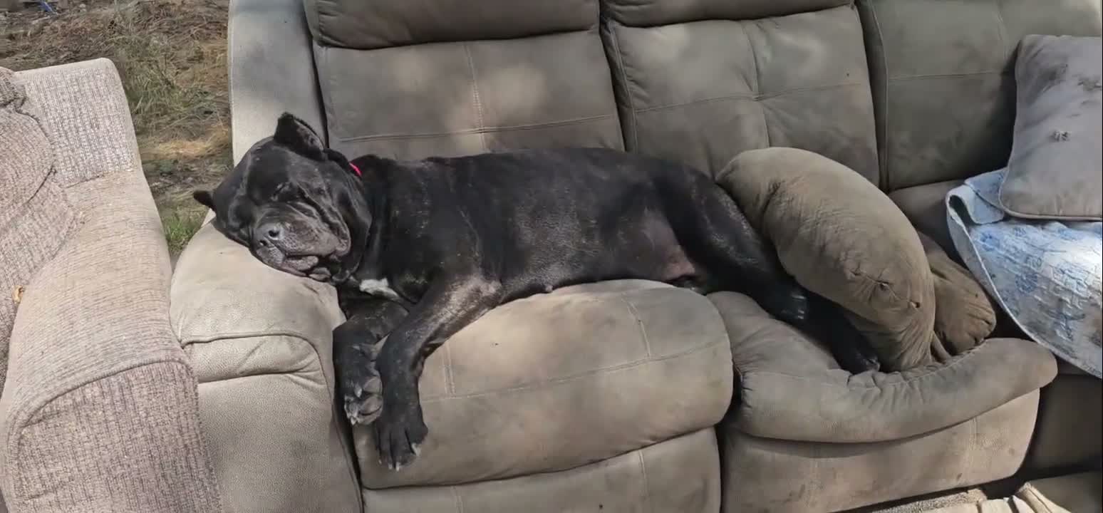 Cane Corso dogs for sale: Cane Corso 1 - Video 1