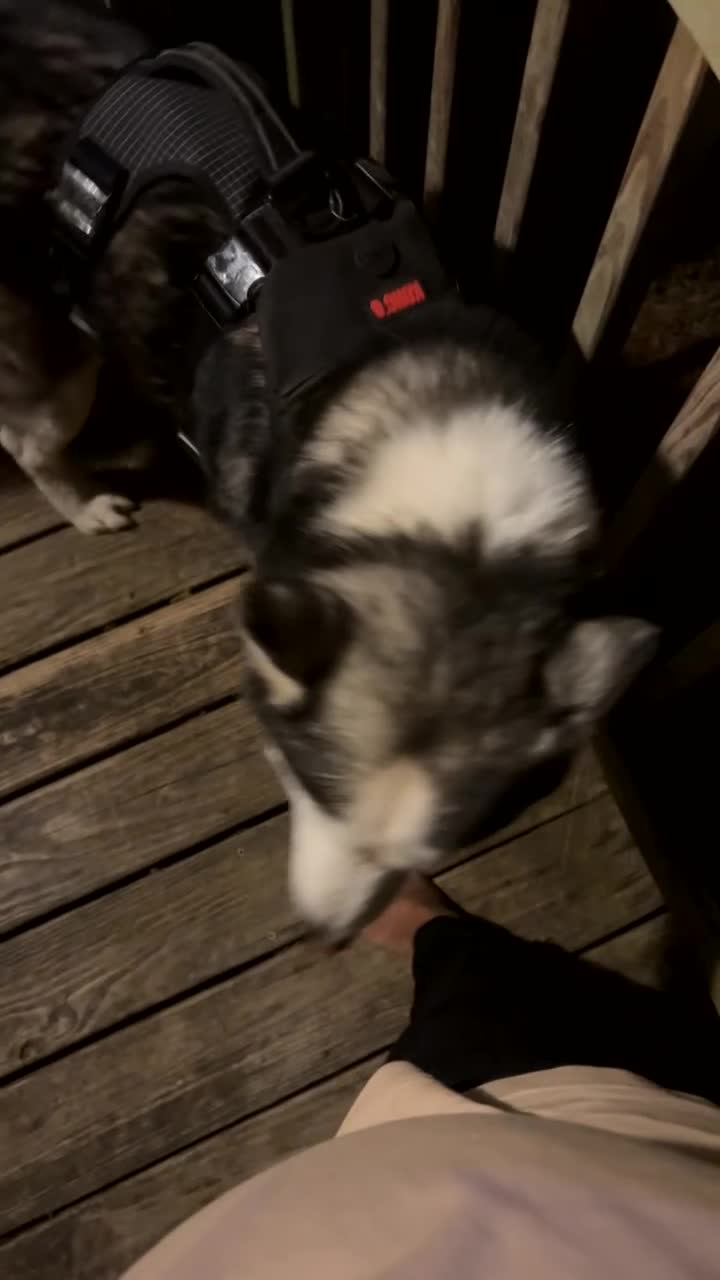 Siberian Husky dogs for sale: Siberian Husky 1 - Video 1