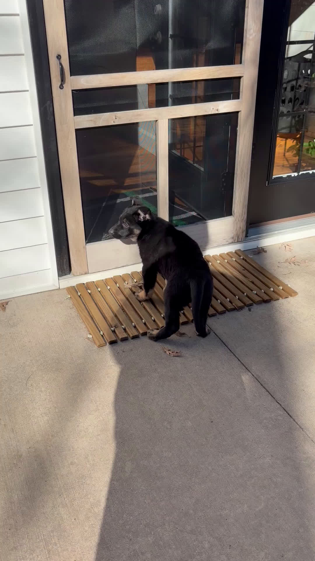 German Shepherd dogs for sale: Mika - Video 1